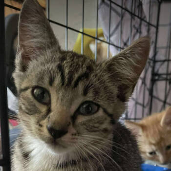 Rescue Domestic Short Hair Cats for Adoption in Nashville, Tennessee - Flurry | PetCurious