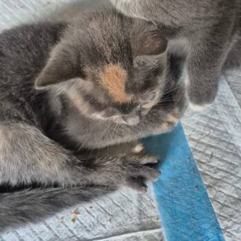 Thing 1 -  Domestic Short Hair Cat for Adoption in Aberdeen, North Carolina - Thing 1 | PetCurious
