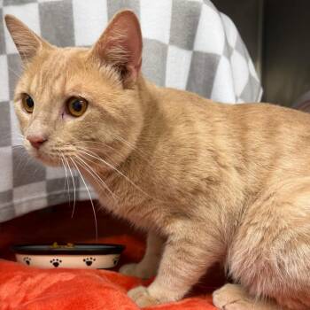 Mr. Meow Meow -  Domestic Short Hair Cat for Adoption in Middlebury, Vermont - Mr. Meow Meow | PetCurious