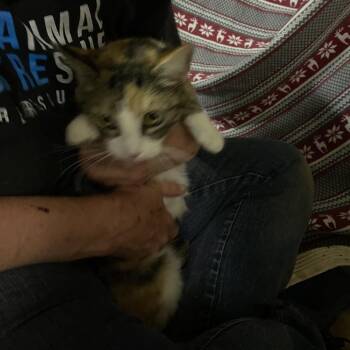 Prague -  Domestic Short Hair Cat for Adoption in Hemet, California - Prague | PetCurious