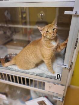 Leo AKA Orange Man -  Domestic Short Hair Cat for Adoption in Hudson, New York - Leo AKA Orange Man | PetCurious