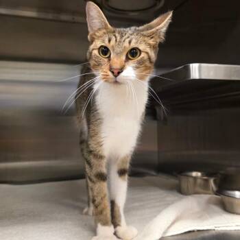 Journey -  Domestic Short Hair Cat for Adoption in Chicago, Illinois - Journey | PetCurious