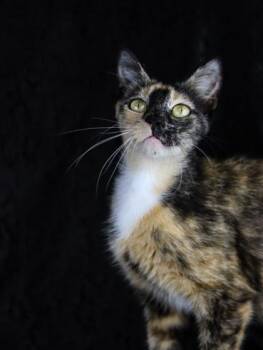 Mama Bear -  Domestic Short Hair Cat for Adoption in Kansas City, Missouri - Mama Bear | PetCurious