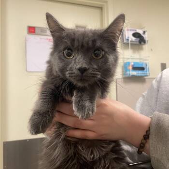 Domestic Medium Hair Cats Available for Adoption in Matteson, Illinois - Rocky | PetCurious