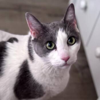 McCain -  Domestic Short Hair Cat for Adoption in Los Angeles, California - McCain | PetCurious