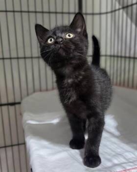 Theo -  Domestic Short Hair Cat for Adoption in Novato, California - Theo | PetCurious