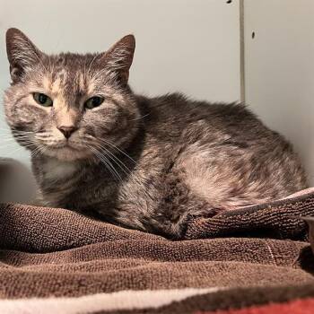 MISHA -  Domestic Short Hair Cat for Adoption in Methuen, Massachusetts - MISHA | PetCurious