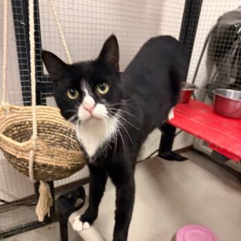 Rescue American Shorthair and Manx Cats for Adoption in Collinsville, Oklahoma - Sundae | PetCurious