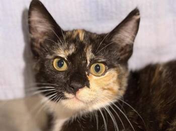 June -  Domestic Short Hair Cat for Adoption in Portland, Oregon - June | PetCurious