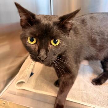 Luna -  Domestic Short Hair Cat for Adoption in Lynchburg, Virginia - Luna | PetCurious