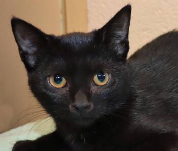 Violet -  Domestic Short Hair Cat for Adoption in Euclid, Ohio - Violet | PetCurious