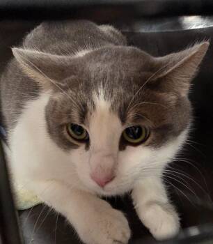 Domestic Short Hair Cats Available for Adoption in Olean, New York - Felicia | PetCurious
