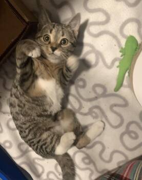 Domestic Short Hair Cats Available for Adoption - Prue | PetCurious