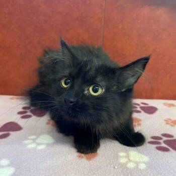 Domestic Medium Hair Cats Available for Adoption in Rochester, Minnesota - Sunny | PetCurious