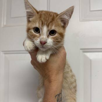 Paxton -  Tabby Cat for Adoption in Columbia, South Carolina - Paxton | PetCurious