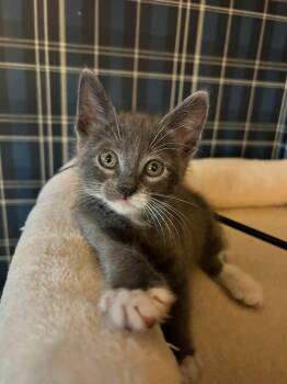 Winston -  Domestic Short Hair Cat Available for Adoption in San Tan Valley, Arizona - Winston | PetCurious