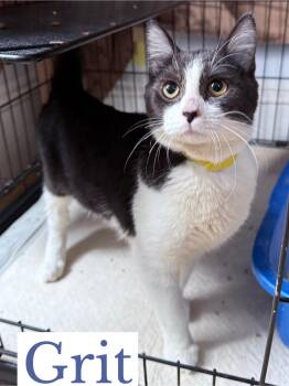 Rescue Domestic Short Hair Cats for Adoption in Berkeley Springs, West Virginia - Grit | PetCurious