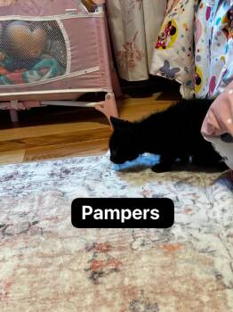 Pampers -  Domestic Short Hair Cat for Adoption in Johnson City, Tennessee - Pampers | PetCurious