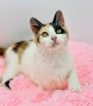 Calico Cats Available for Adoption - Xana | PetCurious