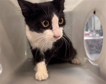 PONCHO -  Domestic Medium Hair Cat for Adoption in Thousand Palms, California - PONCHO | PetCurious