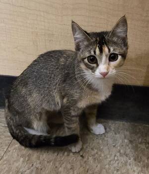 Domestic Short Hair Cats Available for Adoption - Posh Spice | PetCurious