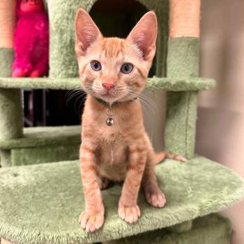 Charlie -  Domestic Short Hair Cat for Adoption in Sarasota, Florida - Charlie | PetCurious