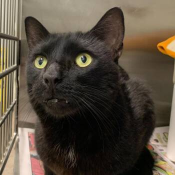 Domestic Long Hair Cats Available for Adoption in Chattanooga, Tennessee - MoonPie | PetCurious