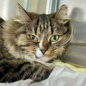 Rescue Domestic Long Hair Cats for Adoption in Matteson, Illinois - Cadpig | PetCurious