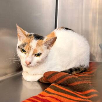 Clementine -  Domestic Short Hair Cat for Adoption in New York, New York - Clementine | PetCurious