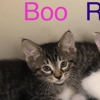 Boo -  Domestic Short Hair Cat for Adoption in Kingman, Kansas - Boo | PetCurious