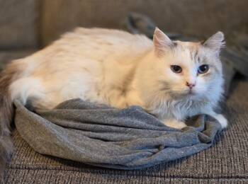 Simba -  Siamese Cat for Adoption in Tucson, Arizona - Simba | PetCurious