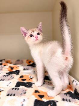Oliver -  Siamese Cat for Adoption in Napa, California - Oliver | PetCurious