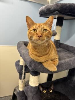Rescue Domestic Short Hair Cats for Adoption in Wayland, Michigan - Colby | PetCurious