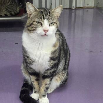 Mike -  Domestic Short Hair Cat Available for Adoption in Snow Hill, North Carolina - Mike | PetCurious