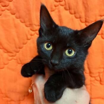 Donkey -  Domestic Short Hair Cat for Adoption in Waterloo, Iowa - Donkey | PetCurious