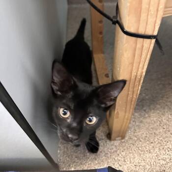 Gigi -  Domestic Short Hair Cat for Adoption in Sarasota, Florida - Gigi | PetCurious