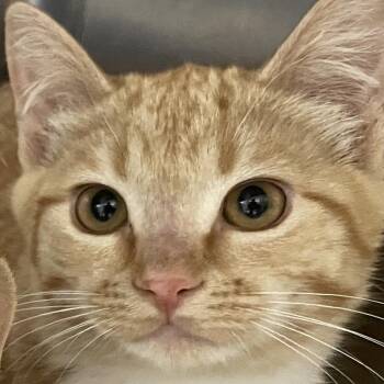 Zane -  Domestic Short Hair Cat for Adoption in Buffalo, Wyoming - Zane | PetCurious