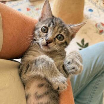 Darling Leaha -  Domestic Short Hair Cat for Adoption in South Riding, Virginia - Darling Leaha | PetCurious