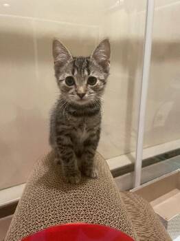 Applejack -  Domestic Short Hair Cat for Adoption - Applejack | PetCurious
