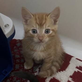 Domestic Short Hair Cats Available for Adoption in Long Beach, California - Redwood | PetCurious