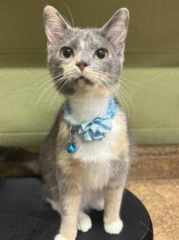 SUNSHINE -  Domestic Short Hair Cat for Adoption in Indianapolis, Indiana - SUNSHINE | PetCurious