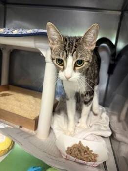 Catwoman -  Domestic Short Hair Cat for Adoption in Morristown, New Jersey - Catwoman | PetCurious