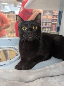 Magpie (shy) -  Domestic Short Hair Cat for Adoption in Hanson, Massachusetts - Magpie (shy) | PetCurious