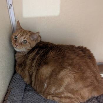 Rescue Domestic Short Hair Cats for Adoption in Jeffersonville, Indiana - Rudy | PetCurious