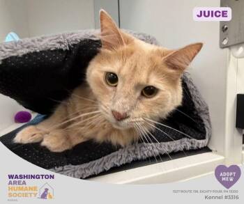 Juice -  Domestic Long Hair Cat for Adoption in Eighty Four, Pennsylvania - Juice | PetCurious
