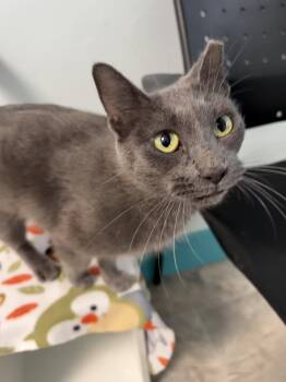 Moonbeam -  Domestic Short Hair Cat for Adoption in Grand Rapids, Michigan - Moonbeam | PetCurious
