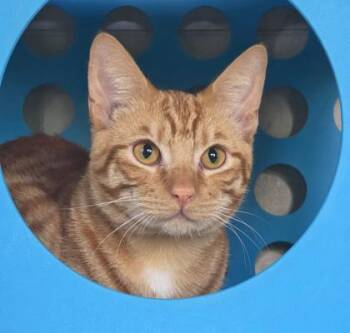 Domestic Short Hair Cats Available for Adoption in Honolulu, Hawaii - Champurrado | PetCurious