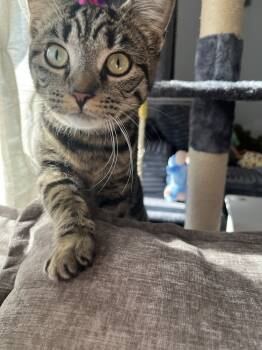 Rescue Domestic Short Hair Cats for Adoption in Union Grove, Wisconsin - Callie | PetCurious