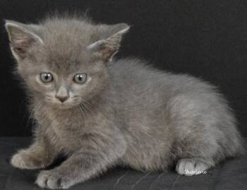 Baymax -  Domestic Short Hair Cat for Adoption in Newland, North Carolina - Baymax | PetCurious