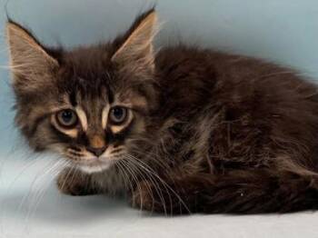 Cap`t Crunch -  Domestic Short Hair Cat for Adoption in Minneapolis, Minnesota - Cap`t Crunch | PetCurious